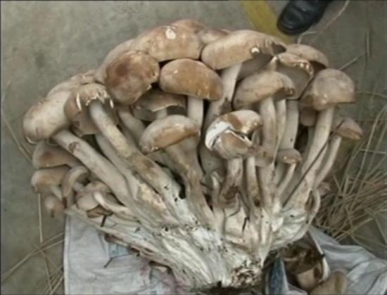 giant-mushroom-china-weighs-33-pounds 4