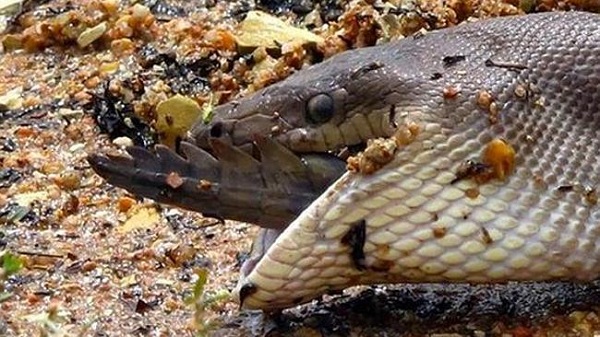 snake-eating-crocodile